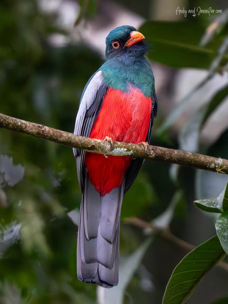 Male Black-tailed Trogon perched in the rainforest near Gamboa Botanical Garden in Panama