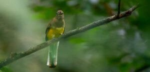 From the Canopy Tower to Tranquilo Bay: Getting to Bocas del Toro