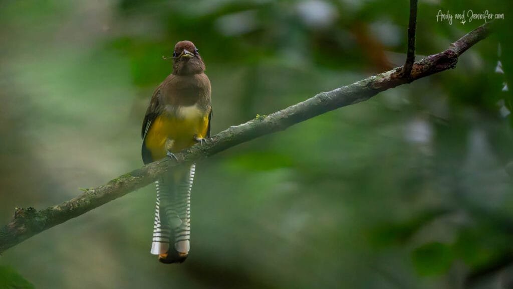 Female black-throated trogon perched in the rainforest near Canopy Tower Panama with an insect in its bill.