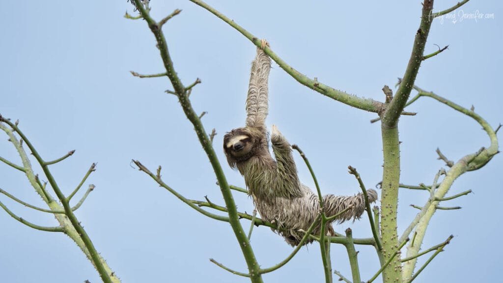 Three-toed sloth climbing through bare branches near Canopy Tower Panama in Soberanía National Park.