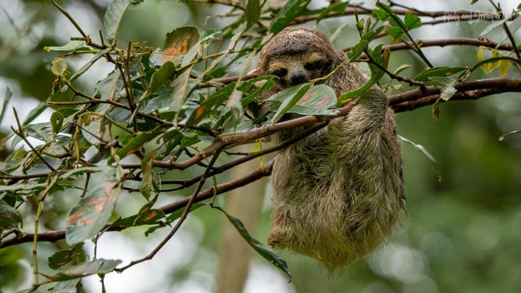 Three-toed sloth resting in the rainforest canopy near Tranquilo Bay Lodge in Bocas del Toro, Panama
