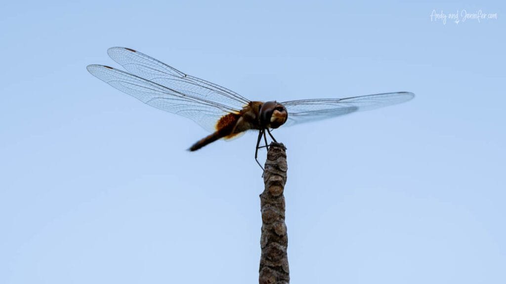 Dragonfly perched on a branch against a pale blue sky in Bocas del Toro, Panama.