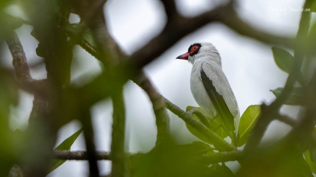 Masked Tityra perched in the rainforest canopy at Tranquilo Bay Lodge in Bocas del Toro, Panama