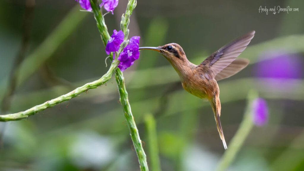 Stripe-throated hermit hummingbird feeding from purple flowers in the rainforest near Tranquilo Bay Lodge in Bocas del Toro, Panama.