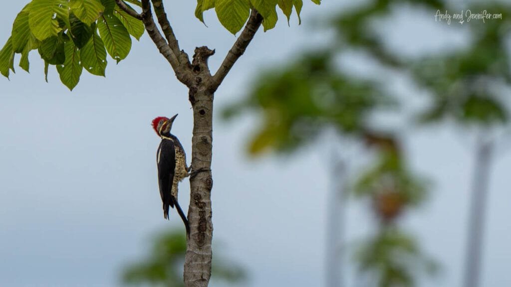 Lineated woodpecker clinging to a tree trunk in the Punta Robalo wetlands near Bocas del Toro, Panama.