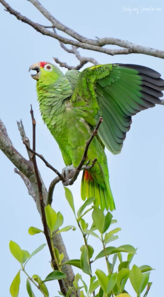 Red-lored amazon spreading its wings while perched in a tree near Punta Robalo, Panama.