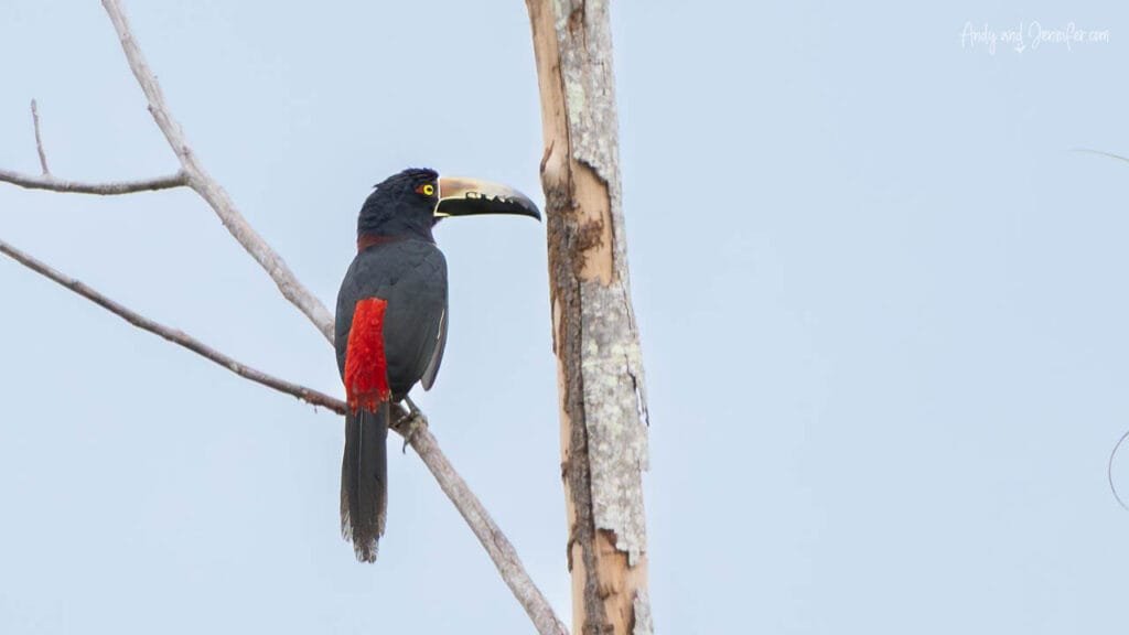 Pale-mandibled aracari perched on a dead tree in the Punta Robalo wetlands near Bocas del Toro, Panama.