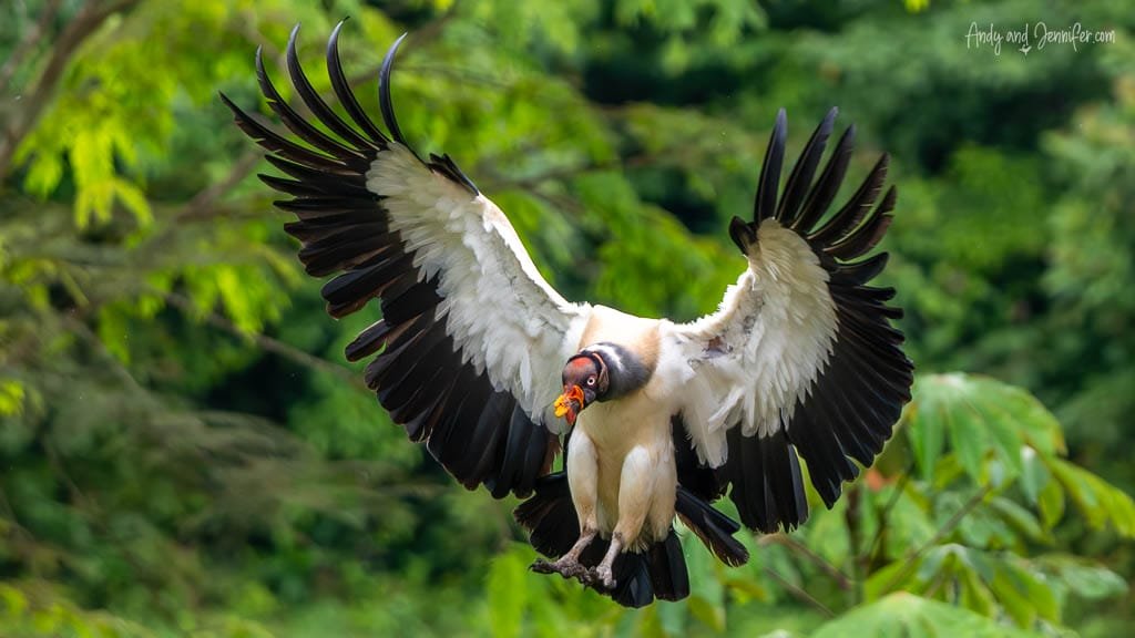 King Vulture descending with wings raised against the rainforest 