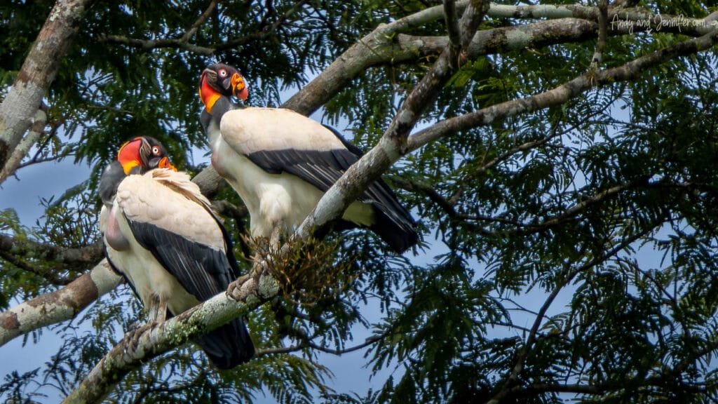 Two king vultures perched together in a tree near Río Cañaza, Panama.