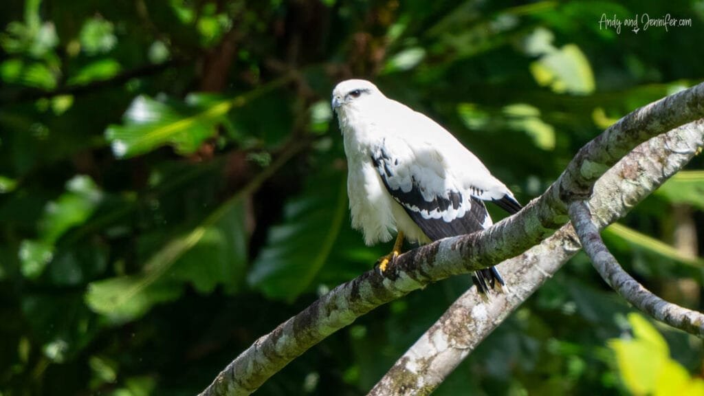 White cotinga perched on a tree branch along Camino de la Divisoria Continental, Panama.