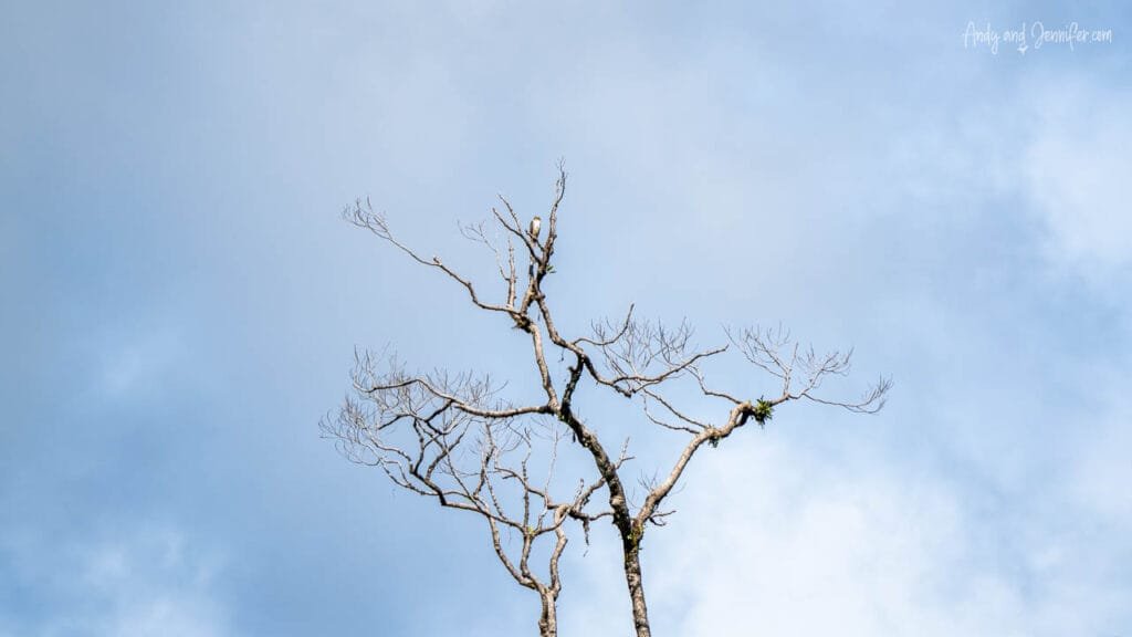 Hawk barely visible atop a dead tree near Río Cañaza, Panama, illustrating the challenge of spotting birds in the field.