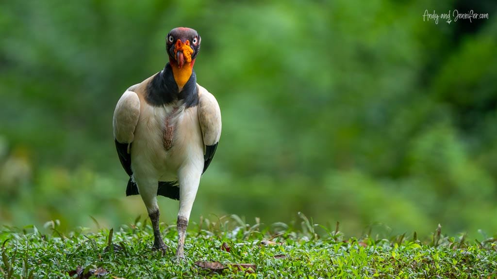 King Vulture standing in the grass in Costa Rica.