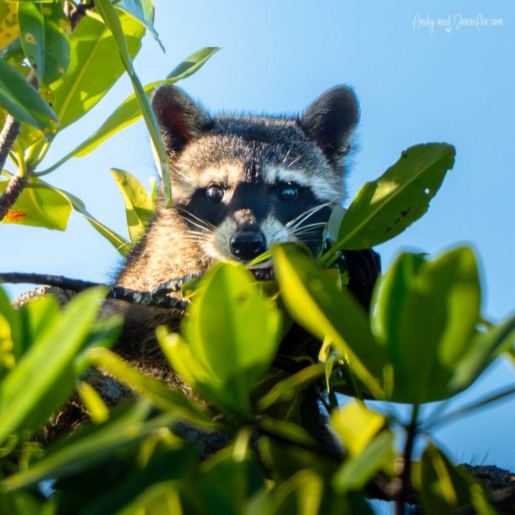 Crab-eating raccoon peering through mangrove leaves along the shoreline near Isla Popa, Bocas del Toro, Panama.