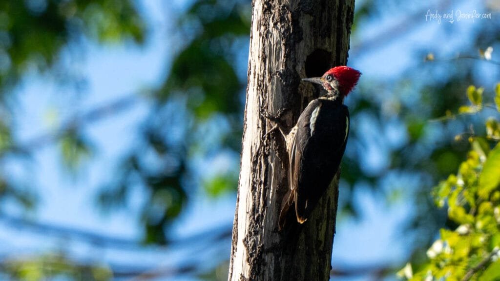 Lineated woodpecker clinging to a dead tree trunk on Isla Popa, Bocas del Toro, Panama.