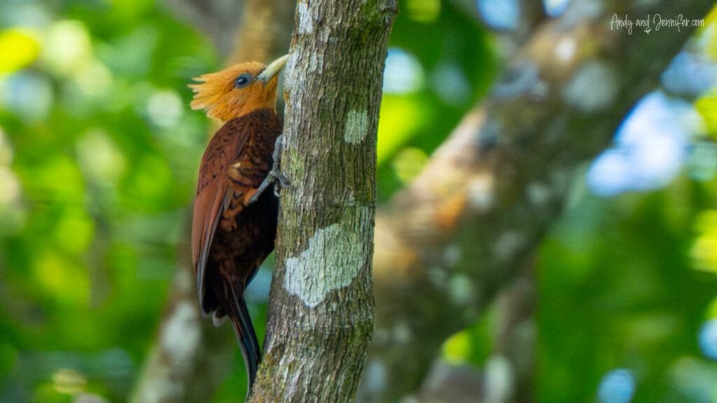 Chestnut-colored woodpecker climbing a tree trunk in forest on Isla Popa, Bocas del Toro, Panama.