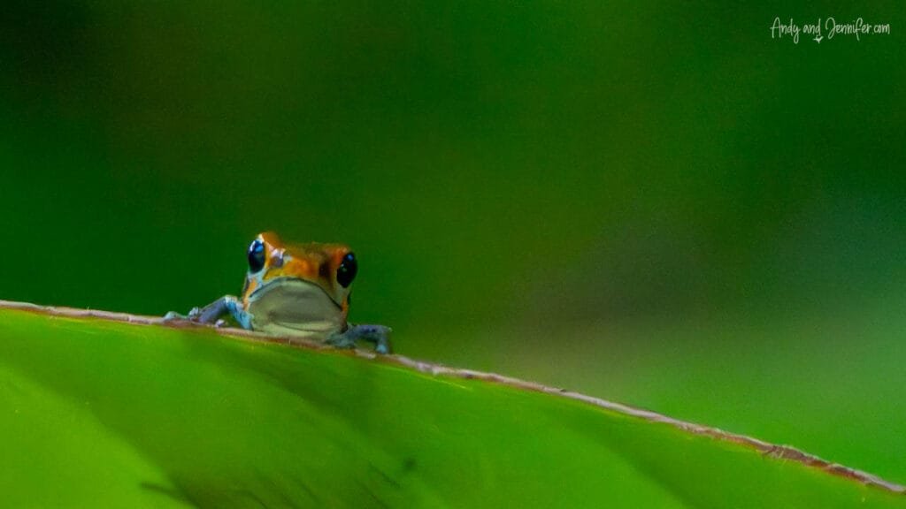Poison dart frog peeking over the edge of a leaf in forest on Isla Popa, Bocas del Toro, Panama.