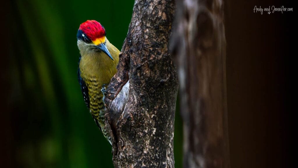 Red-crowned woodpecker peering around a tree trunk on Isla Popa, Bocas del Toro, Panama.
