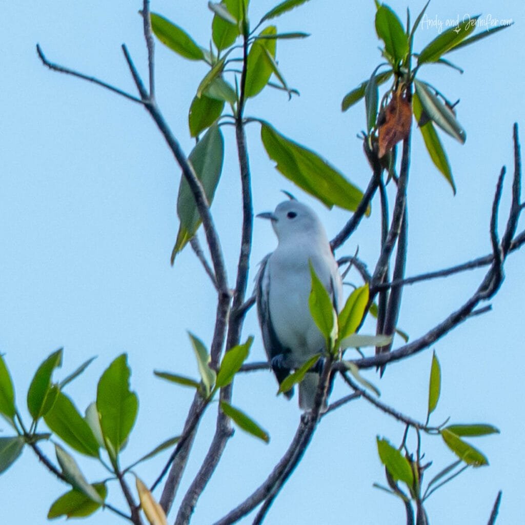 White cotinga perched in mangrove vegetation along the Isla Venada Canal, Bocas del Toro, Panama.