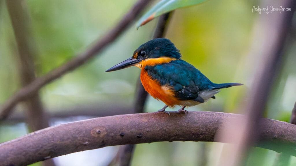 American pygmy kingfisher perched on a branch above the Isla Venada Canal, Bocas del Toro, Panama.