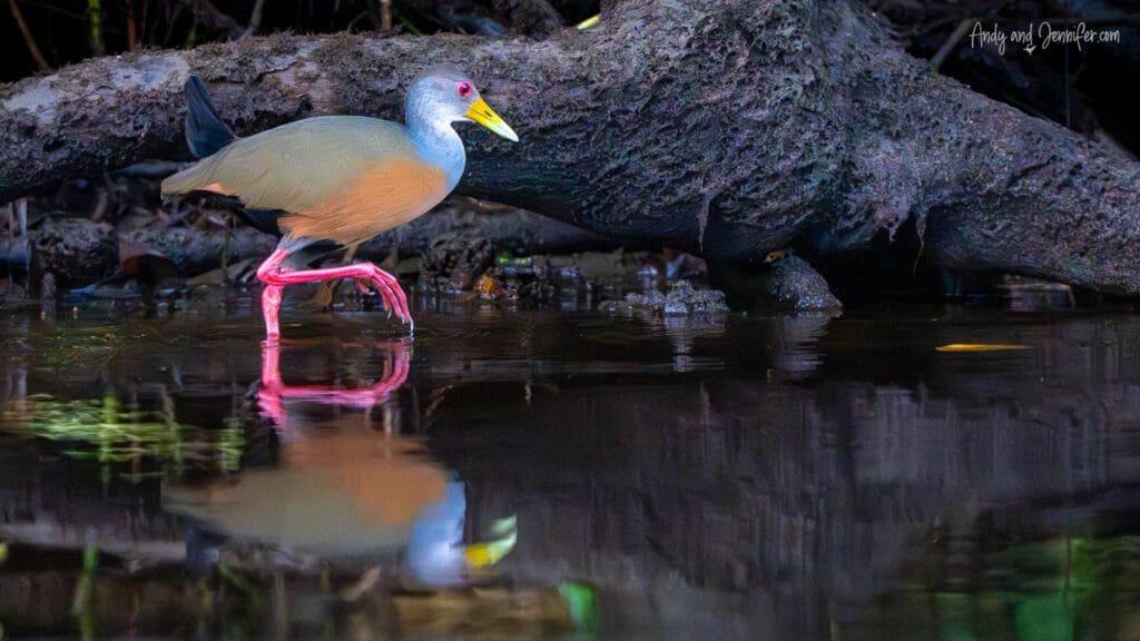 A grey-necked wood rail wades through the shallow waters of the Changuinola Canal in Panama, its bright red legs and yellow bill reflected in the still, dark water beneath mangrove roots.