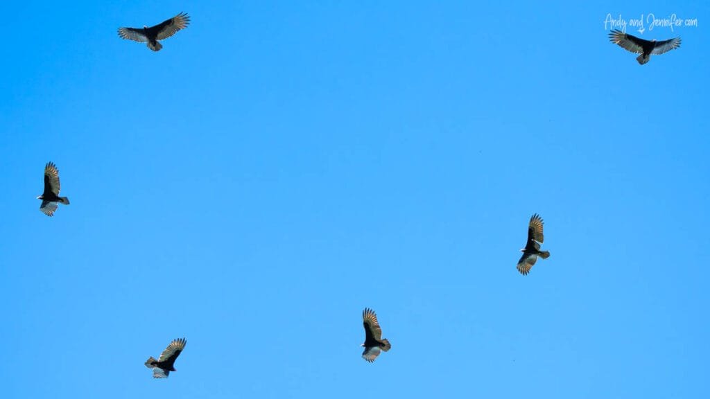 A kettle of black vultures circles high above the Changuinola Canal in Panama, soaring against a cloudless blue sky on rising warm air currents.