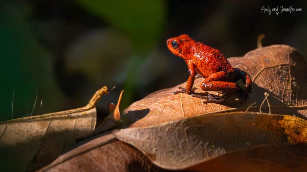 A bright red strawberry poison dart frog sits on fallen leaves in the rainforest beside the Changuinola Canal in Panama, its vivid colour standing out against the forest floor.
