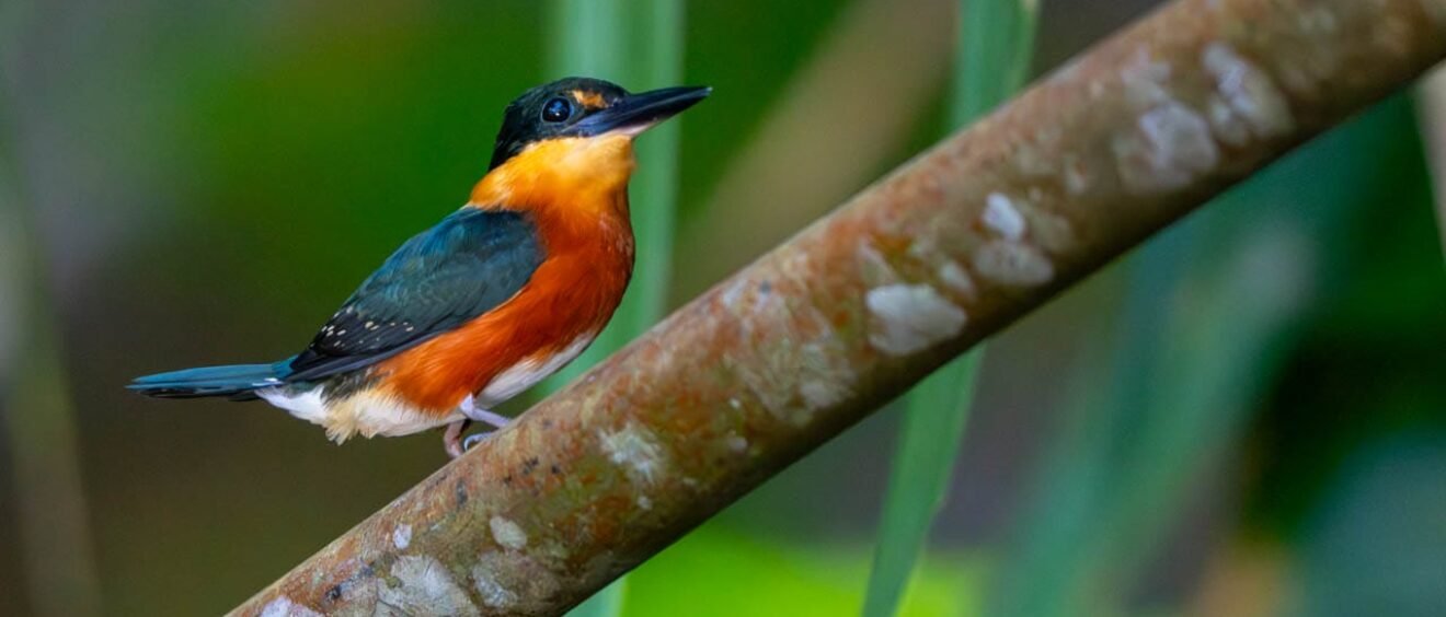 An American pygmy kingfisher perches on a slender branch in the rainforest along the Changuinola Canal in Panama, its vivid orange underparts, dark green upperparts and tiny black bill standing out against a soft green background.
