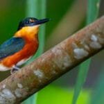 An American pygmy kingfisher perches on a slender branch in the rainforest along the Changuinola Canal in Panama, its vivid orange underparts, dark green upperparts and tiny black bill standing out against a soft green background.