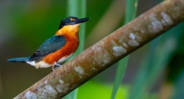 An American pygmy kingfisher perches on a slender branch in the rainforest along the Changuinola Canal in Panama, its vivid orange underparts, dark green upperparts and tiny black bill standing out against a soft green background.