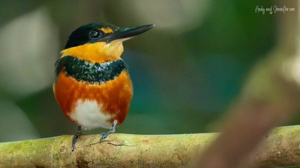 A male American pygmy kingfisher perches on a branch in the rainforest along the Changuinola Canal in Panama, showing its bright orange underparts, dark green upperparts, and long black bill.