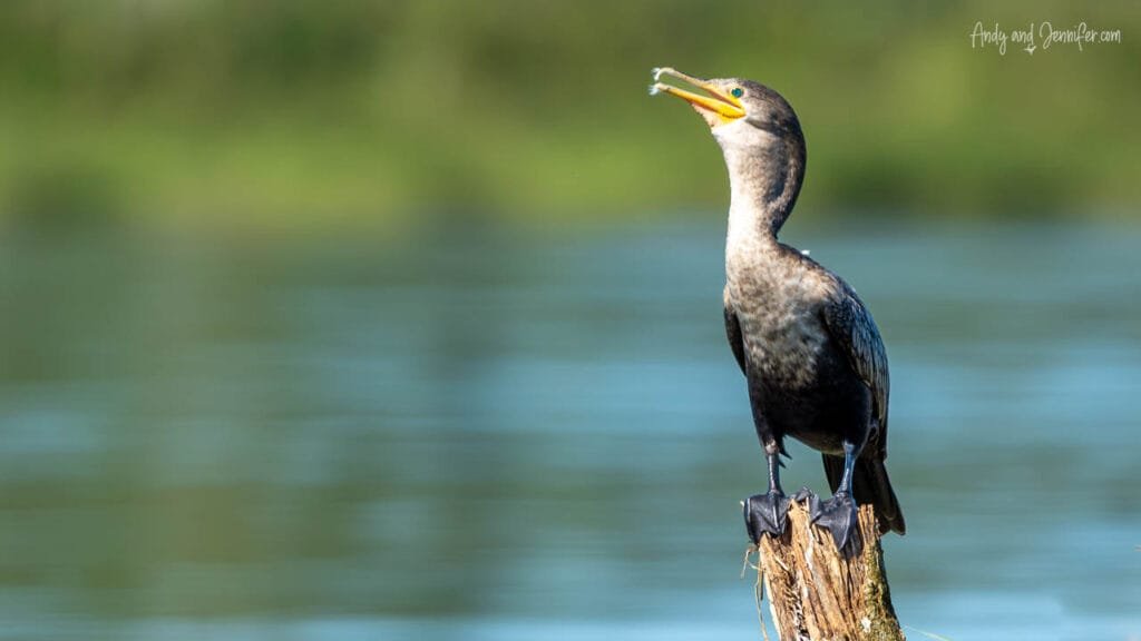 A Neotropic cormorant perches on a weathered stump beside the Changuinola Canal in Panama, holding a small fish in its bill.