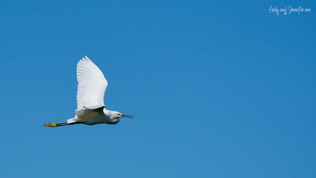 A snowy egret flies across a clear blue sky above the Changuinola Canal in Panama, its bright white wings fully outstretched.
