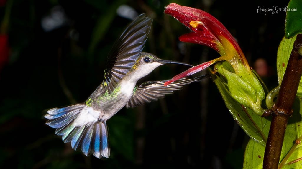 Ruby-throated Hummingbird hovering beside a red tropical flower with its wings and tail spread.