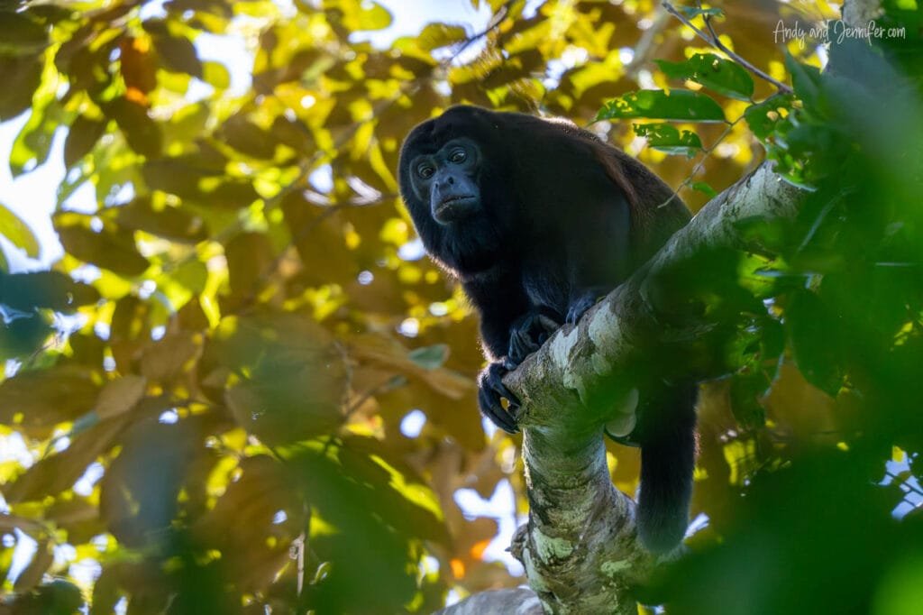 A mantled howler monkey watches from a high tree branch in the rainforest along the Changuinola Canal in Panama, surrounded by sunlit tropical foliage.