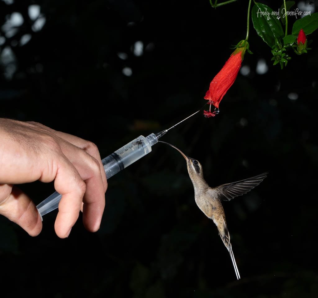 Long-billed hermit hummingbird hovering beside a red flower as nectar is added with a syringe during a photography setup.