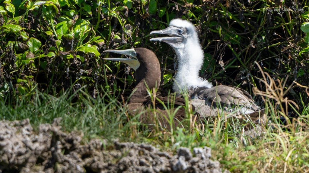 An adult brown booby and its fluffy white chick rest together on a coastal nesting site in Panama, both calling with their bills open amid low vegetation.