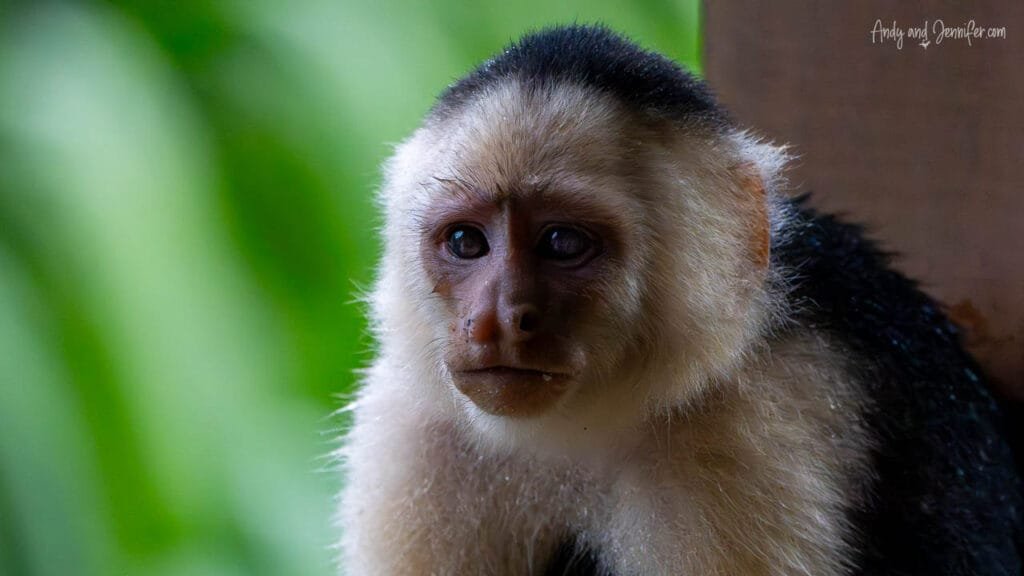 A white-faced capuchin monkey peers toward the camera from the rainforest in Panama, its expressive dark eyes framed by creamy white fur and a black cap.