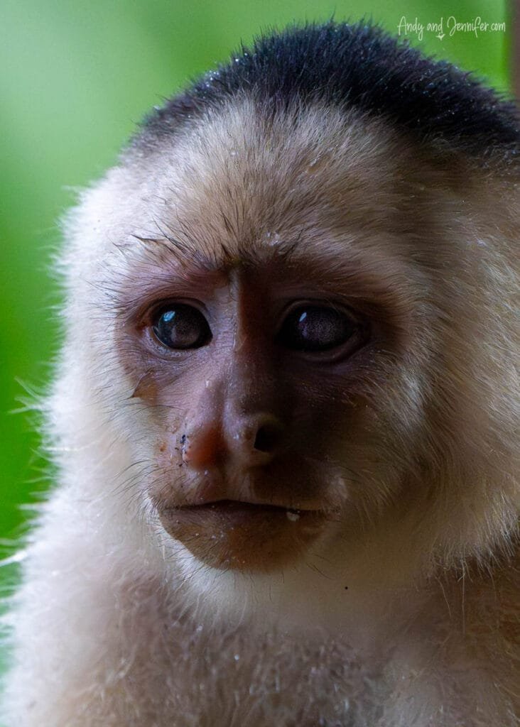 White-faced capuchin monkey watching from the trees near Tranquilo Bay Eco Adventure Lodge, Isla Bastimentos, Panama.