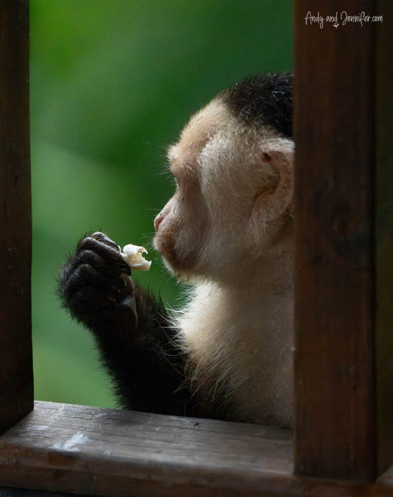 White-faced capuchin monkey eating fruit beside a lodge window at Tranquilo Bay Eco Adventure Lodge, Isla Bastimentos, Panama.