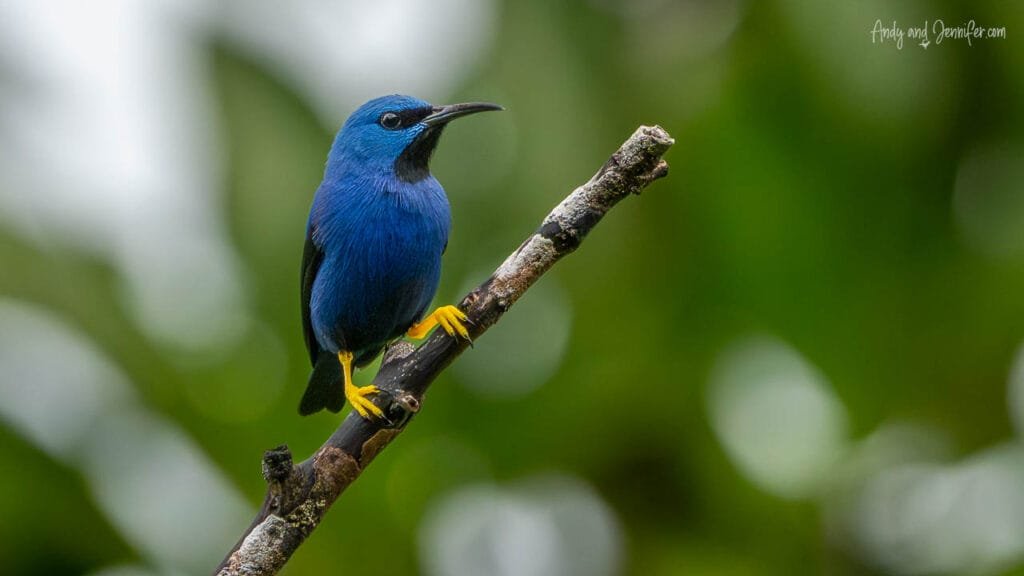 A male shining honeycreeper perches on a slender branch in the rainforest of Bocas del Toro, Panama, its brilliant blue plumage and bright yellow legs standing out against a softly blurred green background.