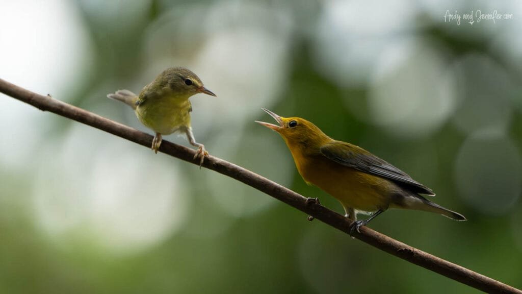 An adult male Prothonotary Warbler perches beside a Mangrove Yellow Warbler on a slender branch in the rainforest of Bocas del Toro, Panama.
