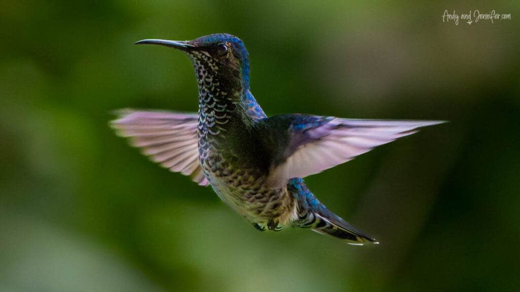A male crowned woodnymph hovers in flight in the Panamanian rainforest, its iridescent blue crown and throat shimmering as its wings blur with motion.