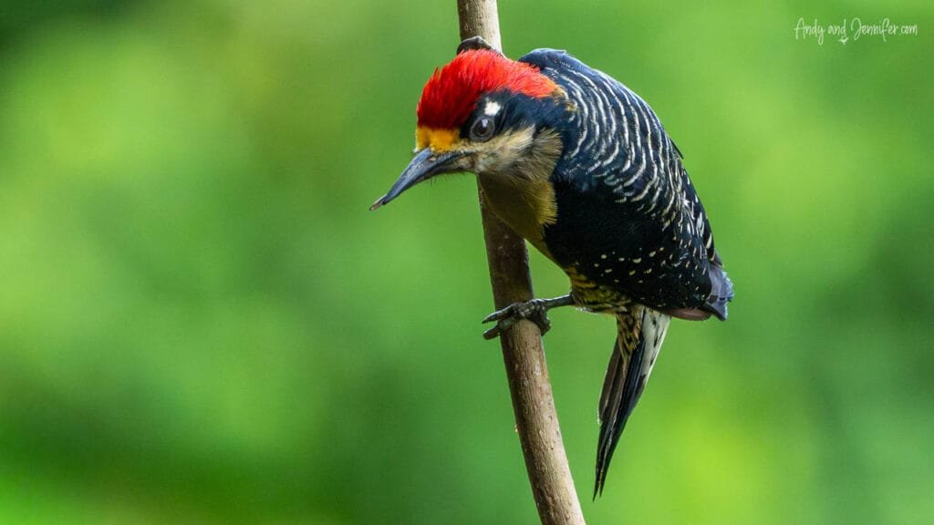 A red-crowned woodpecker clings to a slender tree trunk in the Panamanian rainforest, showing its bright red crown and boldly barred black-and-white plumage.