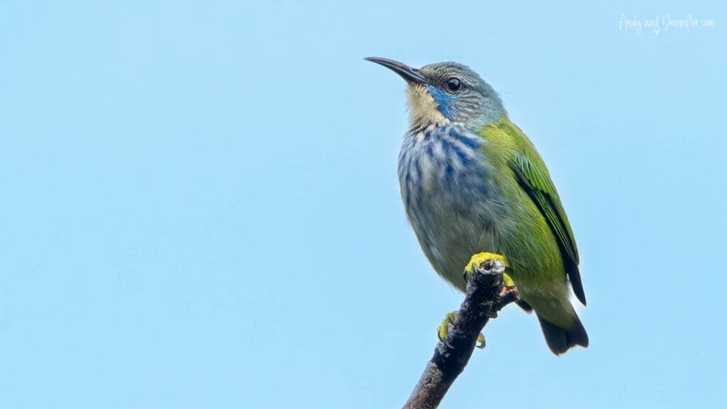 A female green honeycreeper perches on the tip of a branch in Panama, displaying olive-green upperparts and pale blue streaking on her face and throat against a blue sky.