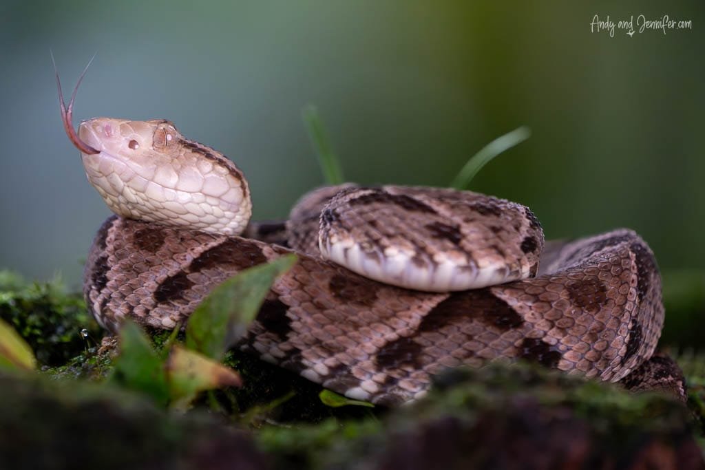 Rainforest hognose pitviper raising its head from its coils with its tongue extended.