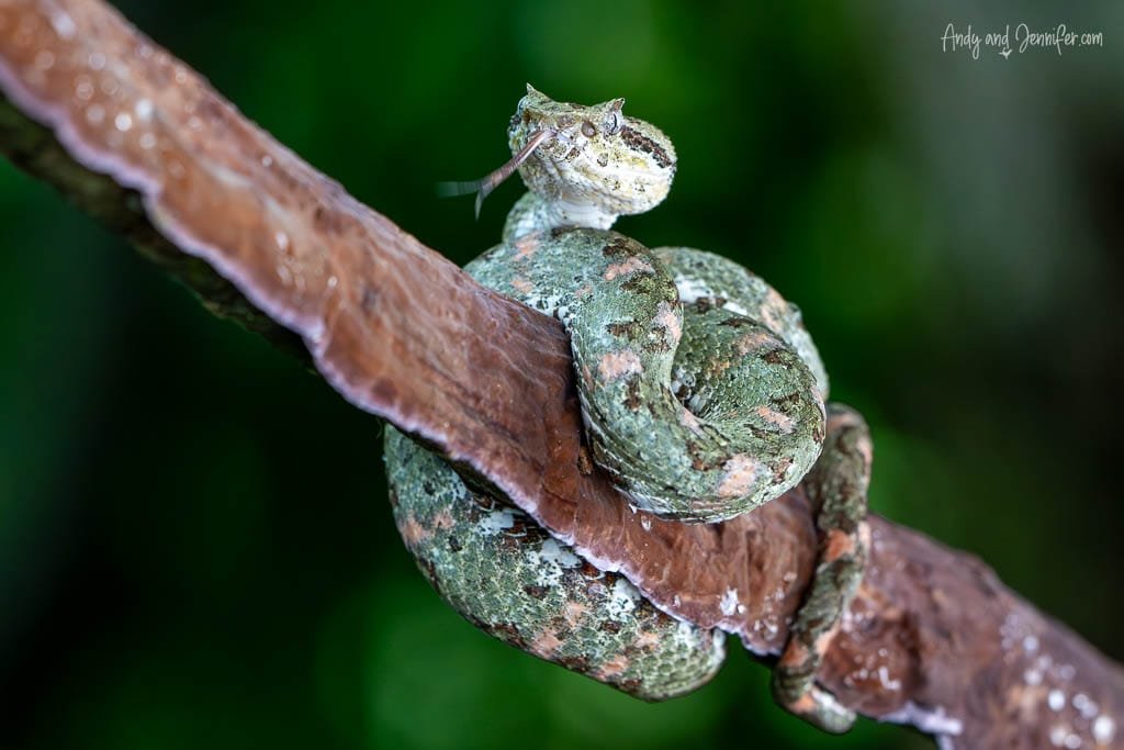 Green eyelash viper coiled around a branch with its head raised and tongue extended.