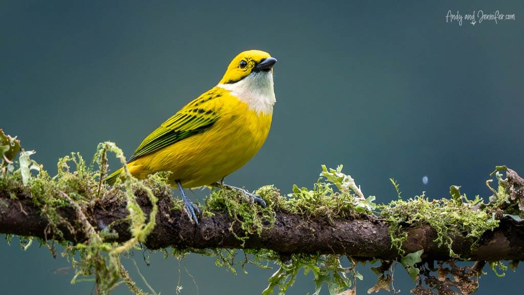 A Silver-throated Tanager perches on a lichen-covered branch at Batsu Gardens, its bright yellow body, white throat and olive-green wings standing out against a muted background.
