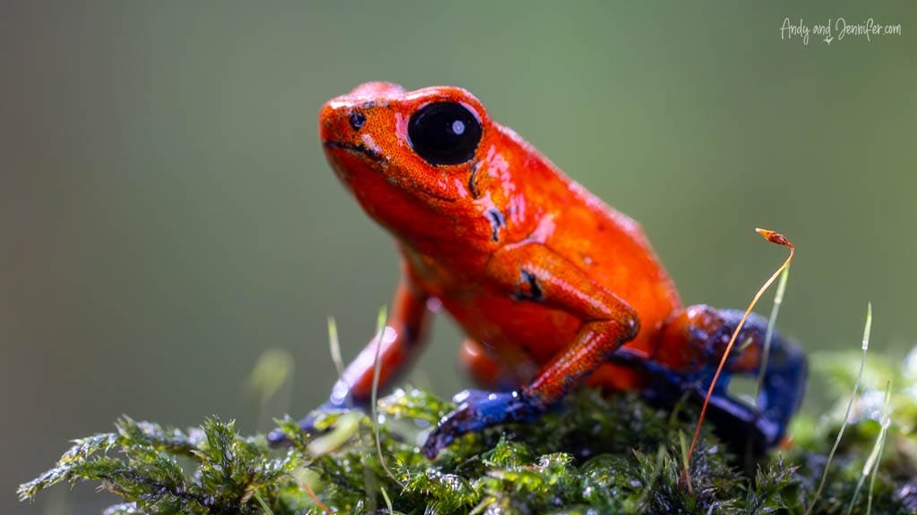 Strawberry poison dart frog perched on moss, showing its bright red body and dark blue legs.