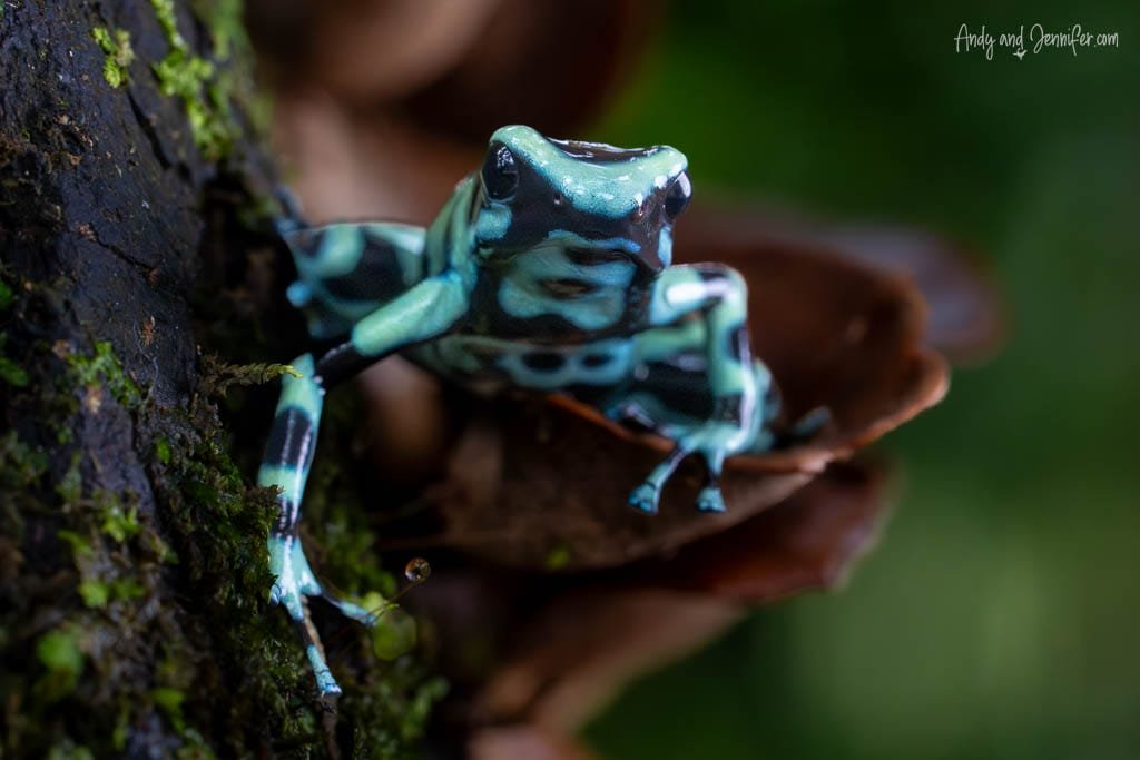 Green-and-black poison dart frog climbing across a moss-covered tree trunk.