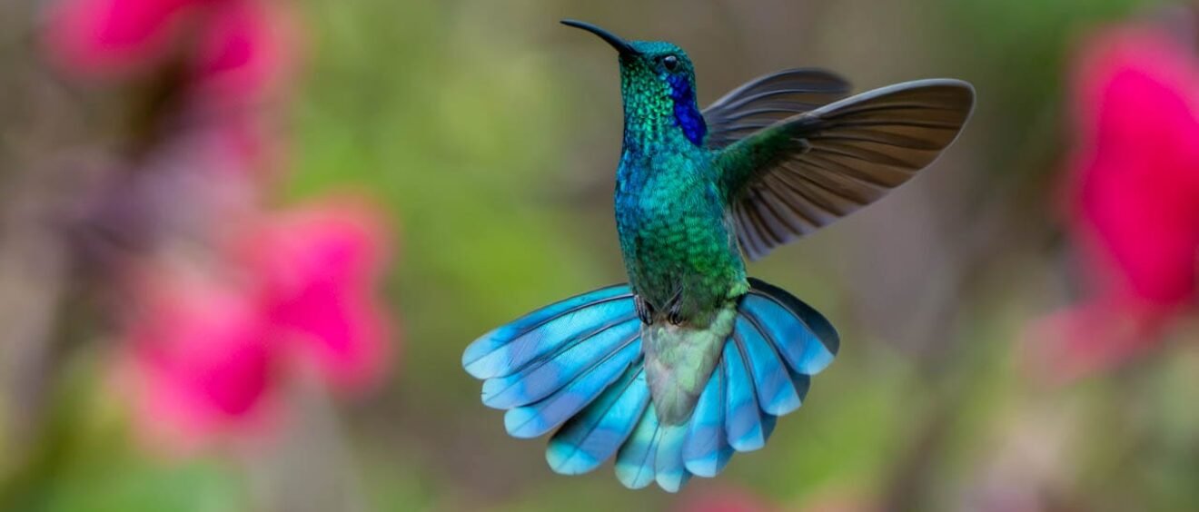 A male Fiery-throated Hummingbird hovers at Batsu Gardens with its brilliant turquoise, emerald and sapphire plumage glowing in the light, its tail fully fanned against a soft background of pink flowers.